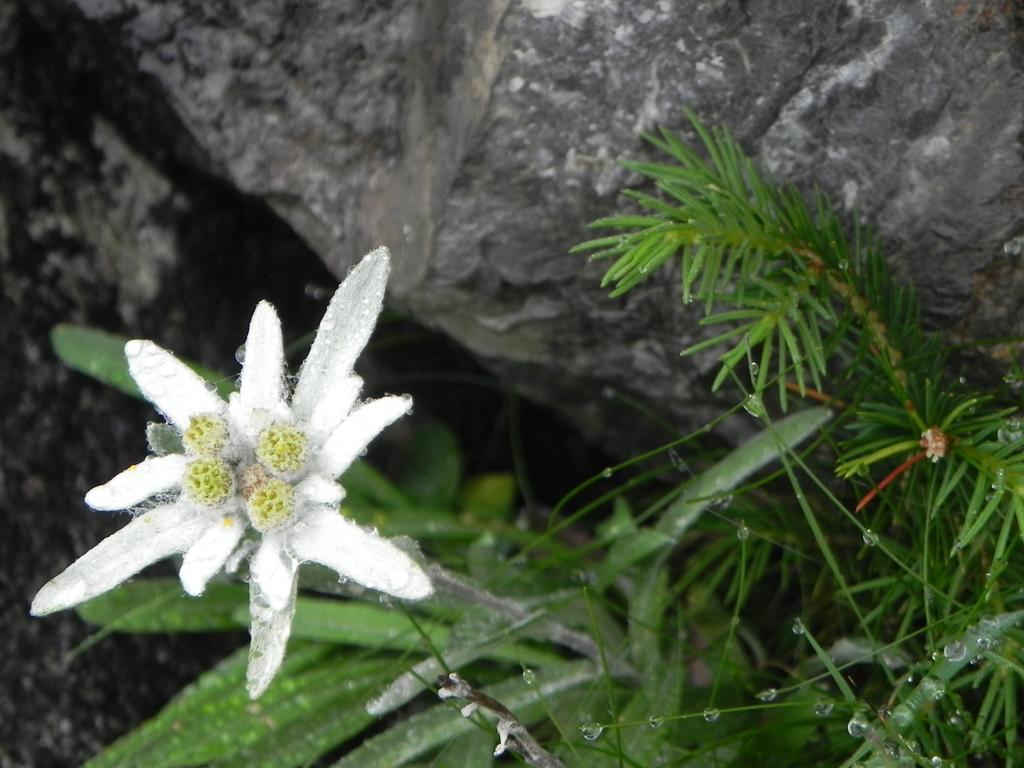 Pension Edelweiss Damuels Esterno foto